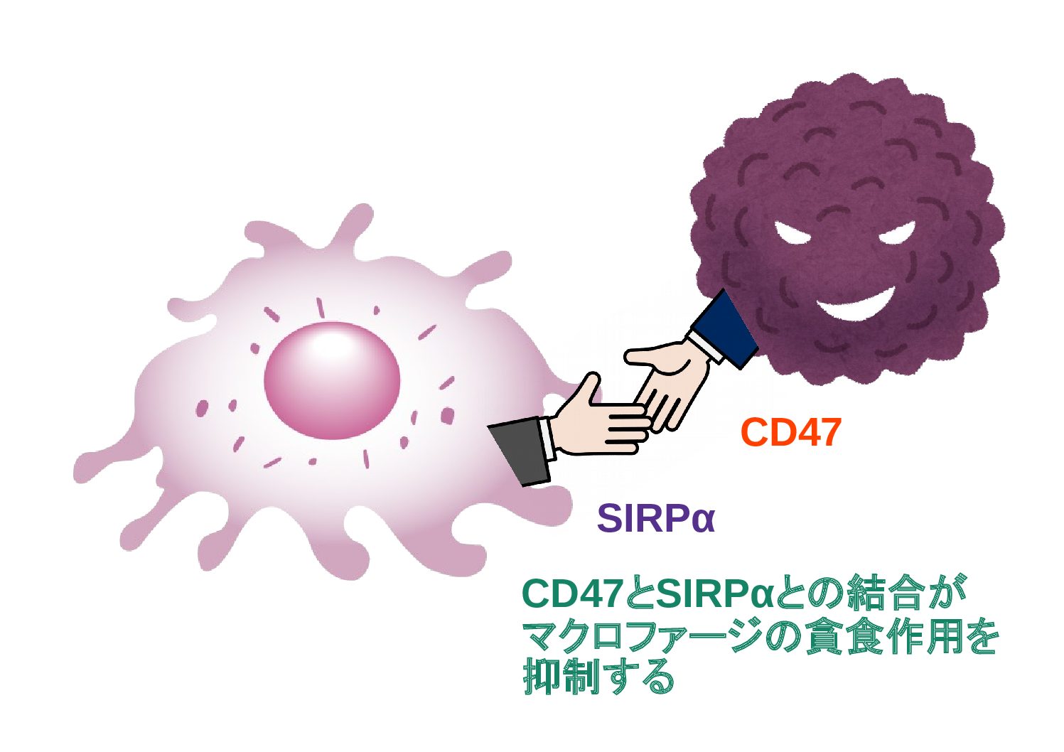 CD47とSIRPαとの結合がマクロファージの貧食作用を抑制する