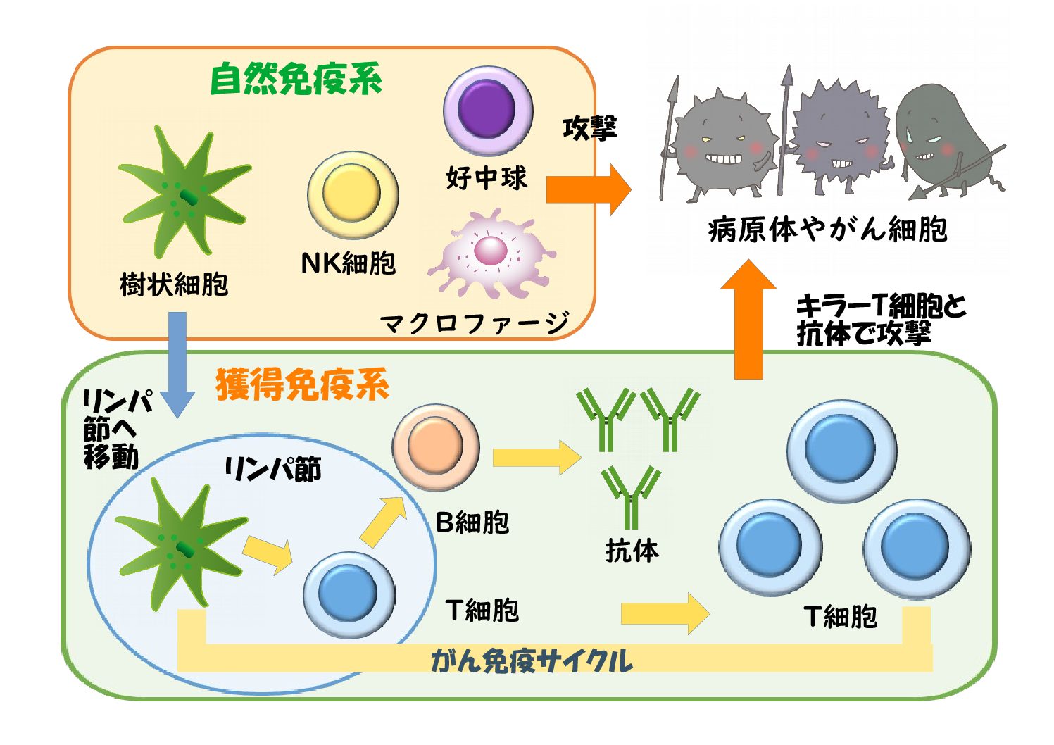 自然免疫と獲得免疫による防御機構の図