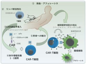 CAR-T療法のメカニズムの図