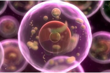「Vol.167 iPS細胞の研究ががん治療を加速させる」記事内の画像