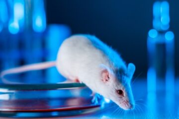 「がん免疫療法の発展に欠かせないモデルマウス」記事内の画像
