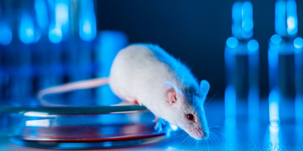 「がん免疫療法の発展に欠かせないモデルマウス」記事内の画像