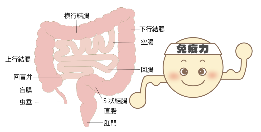 結腸がんと直腸がん