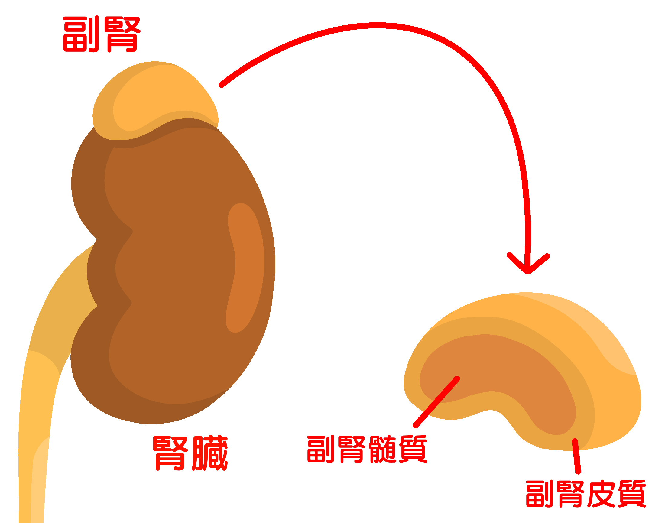 褐色細胞腫　副腎